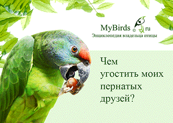 mybirds.ru - Энциклопедия владельца птицы